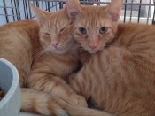 Marlins Adoption Event